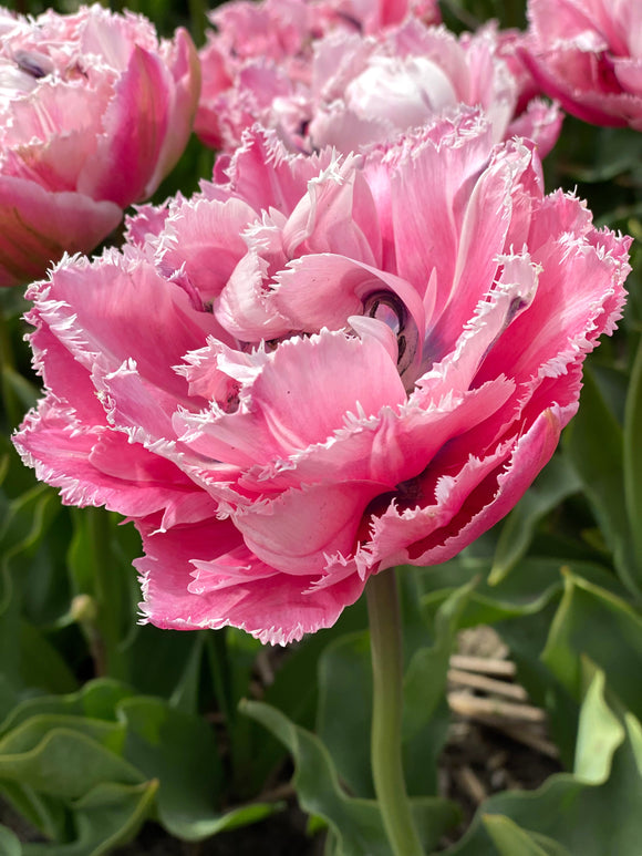 Kopen Tulp Sugar Crystal