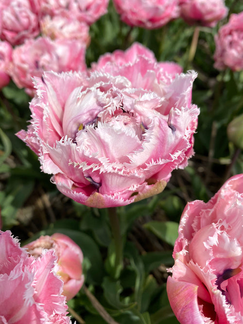 Kopen Tulp Sugar Crystal