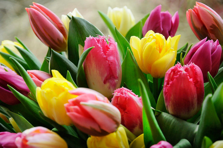 Why Tulips Droop and How to Stop it
