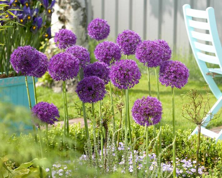 Growing Guides: How to Grow Allium bulbs