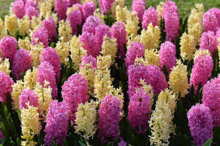 Growing Guides: How to grow Hyacinths