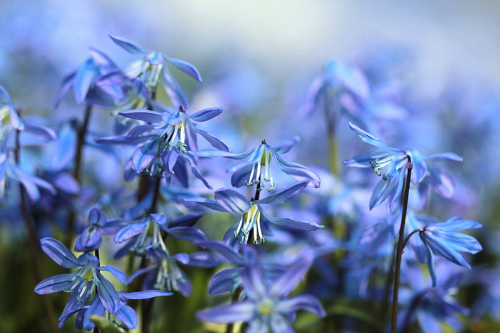 Growing Guides: How to Grow Scilla (Siberian Squill)