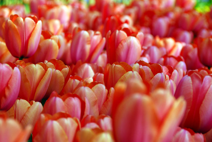 Darwinhybrid Group Tulips - Bold And Beautiful