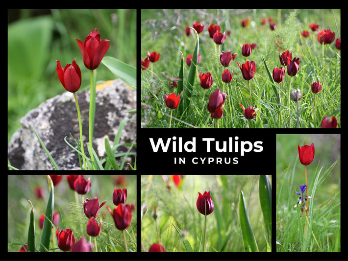 Wild Tulips in Cyprus