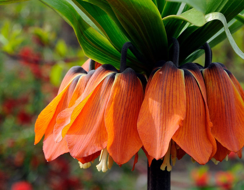 Big Bold Bulbs