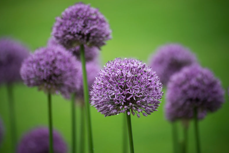 Groeigids: Hoe Allium bollen te kweken