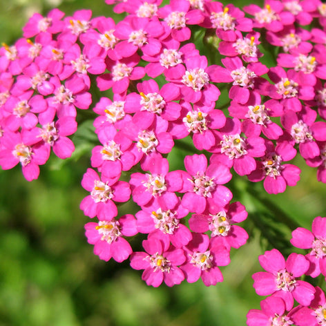 Achillea (Duizendblad) Achillea (Duizendblad) Vaste Planten