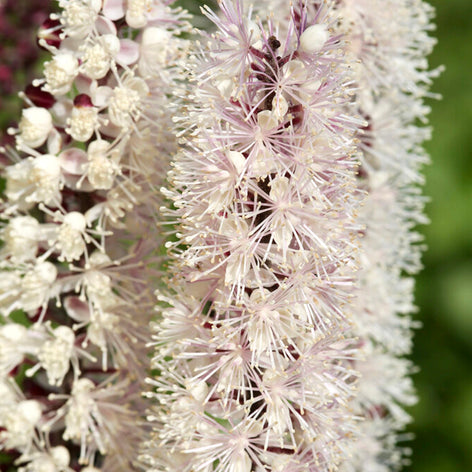 Actaea (Zilverkaars) Actaea (Zilverkaars) Vaste Planten