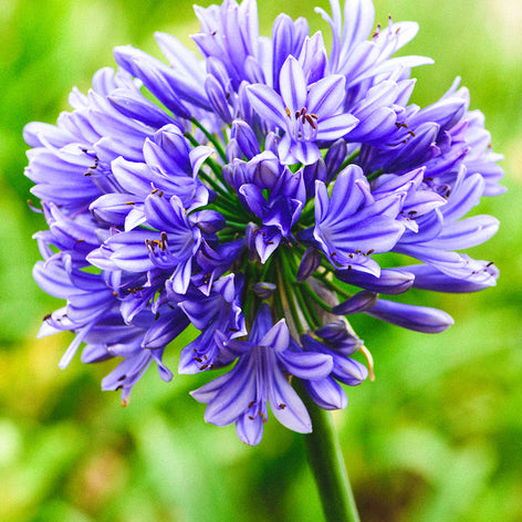 Afrikaanse lelies (Agapanthus)