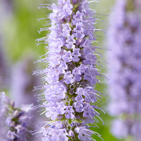 Agastache (Dropplant) Agastache (Dropplant) vaste tuinplanten