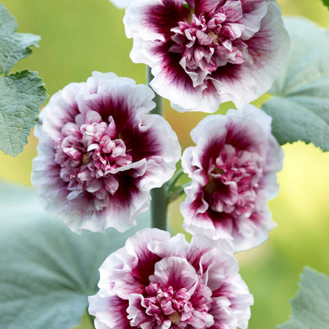 Alcea (Stokrozen) Alcea (Stokrozen) vaste planten