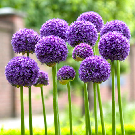 Alliums Alliums