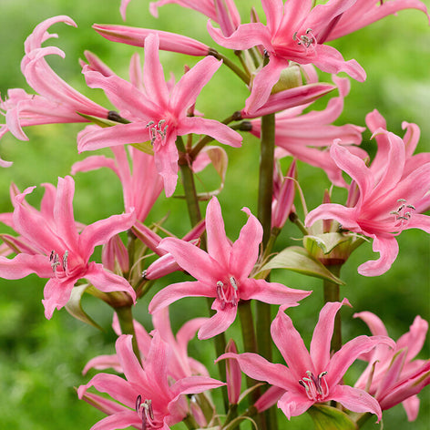 Amarine Amarine Bloembollen