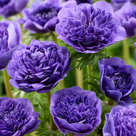 Anemoon (Windbloem) Anemonen