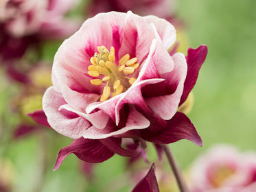 Aquilegia (Akelei)
