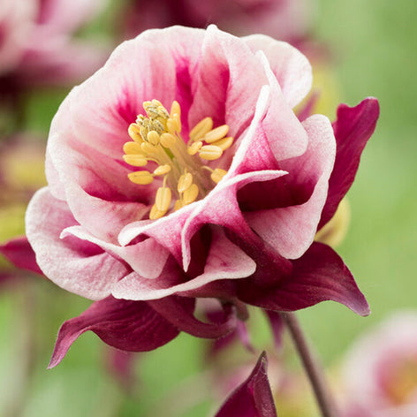 Aquilegia (Akelei) Aquilegia (Akelei)