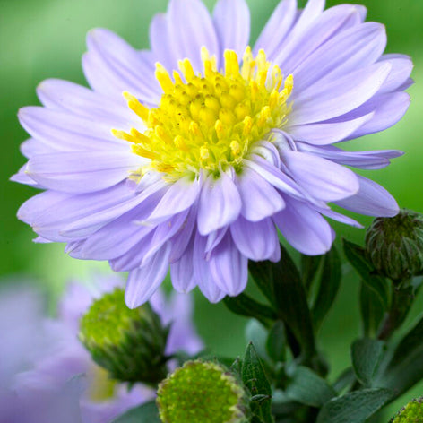 Aster (Herfstaster) vaste planten