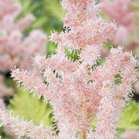 Astilbe (Pluimspirea) vaste planten