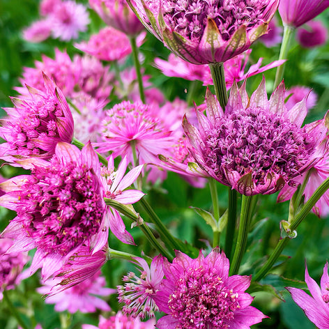 Astrantia (Zeeuws knoopje) Astrantia (Zeeuws knoopje)