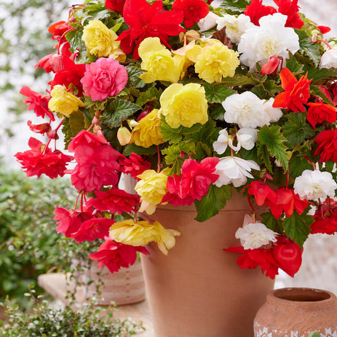 Begonia's Begonia Bollen Knollen