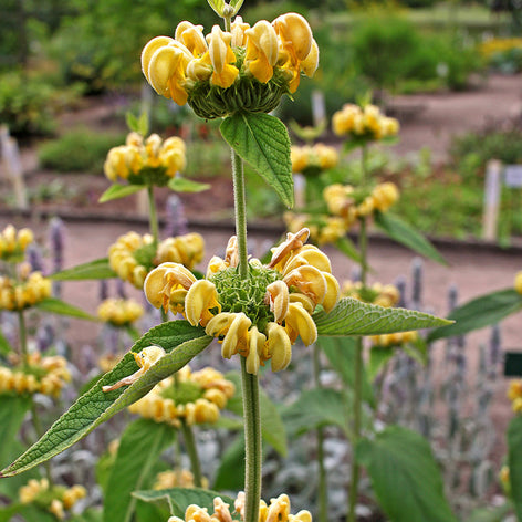 Phlomis (Brandkruid) Brandkruid - Phlomis | Planten online kopen