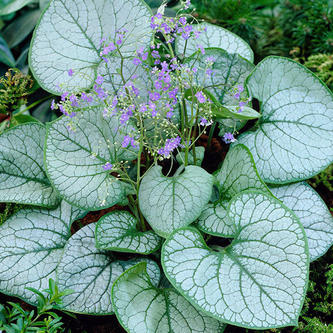 Brunnera (Kaukasisch vergeet-mij-nietje)