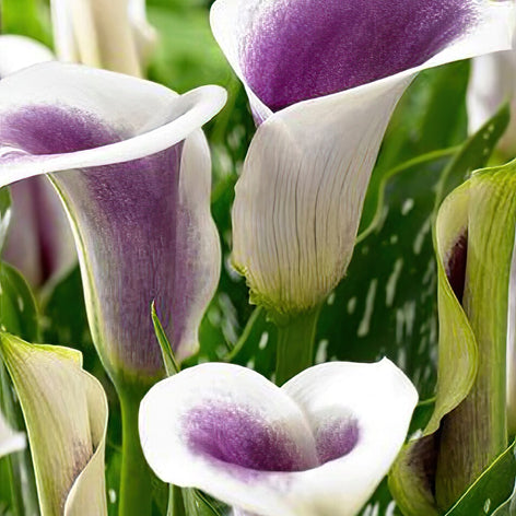 Calla Lelies (Zantedeschia) Calla Lelies Zantedeschia Bollen