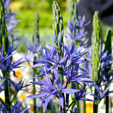 Camassia (Indianenbloem) Camassia
