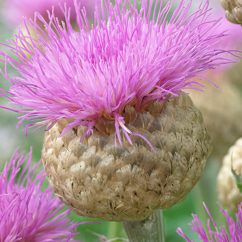 Centaurea (Korenbloem) Centaurea (Korenbloem)