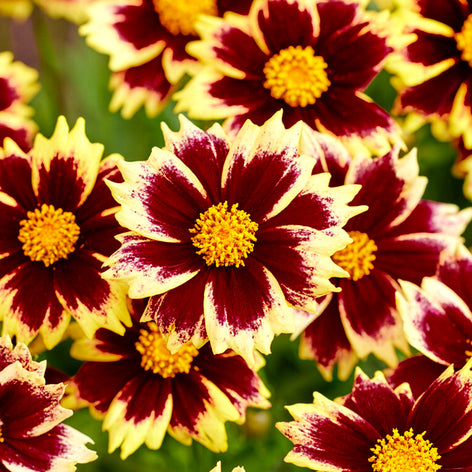 Coreopsis (Meisjesogen) Coreopsis (Meisjesogen) vaste planten