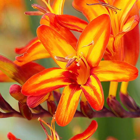 Crocosmia (Montbretia) Crocosmia (Montbretia) bloembollen bestellen