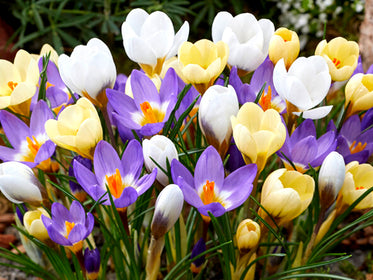 Tulpen