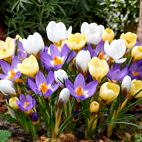 Krokussen Crocus
