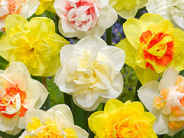 Tulpen