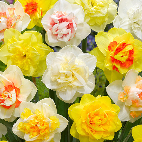 Narcissen