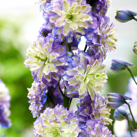 Delphinium (Ridderspoor) vaste planten