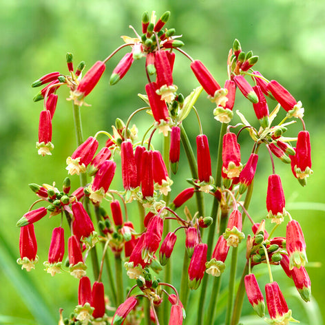 Dichelostemma