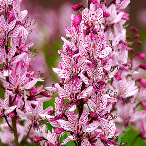 Dictamnus (Vuurwerkplant) Dictamnus (Vuurwerkplant) vaste planten