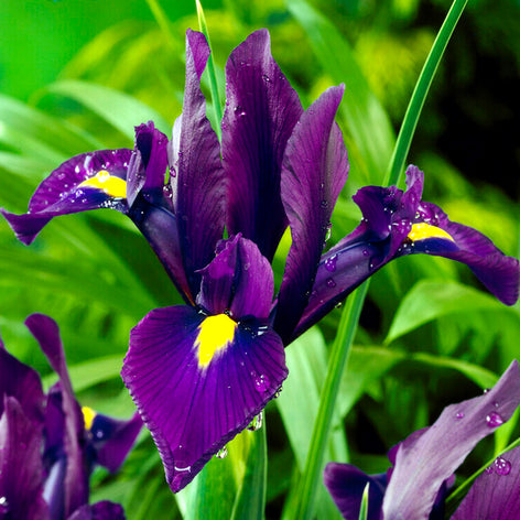 Iris