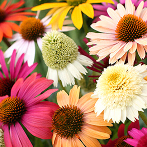 Echinacea (Zonnehoed) planten