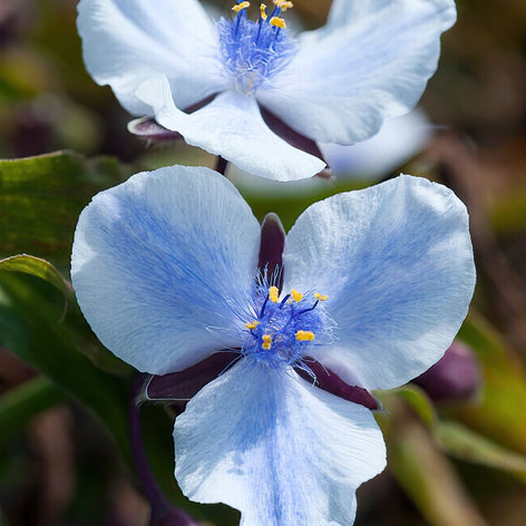 Eendagsbloem (Tradescantia) Planten