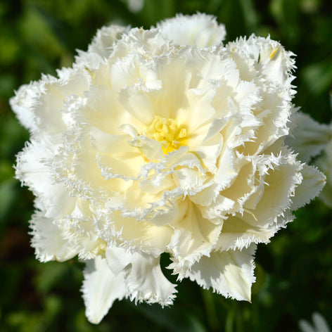 Elite Bloembollen Elite Bloembollen