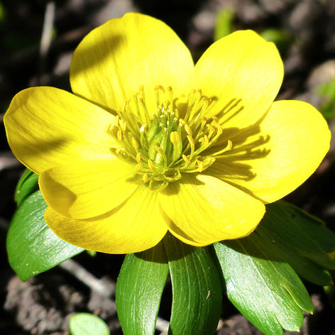Eranthis (Winterakoniet) Eranthis