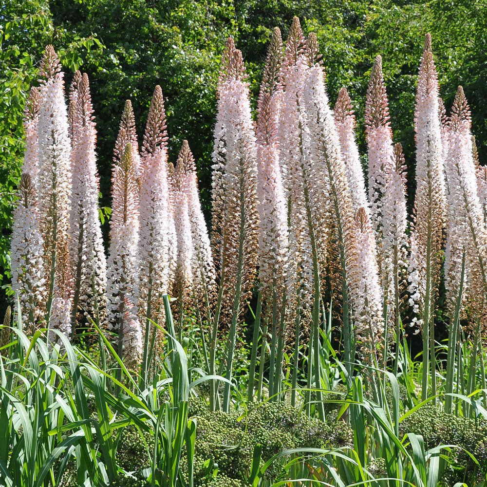 Eremurus Bollen Naald van Cleopatra - Bloembollen Kopen | DutchGrown™