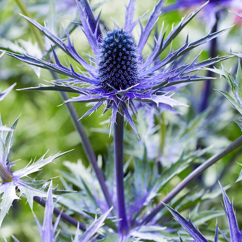 Eryngium (Kruisdistel) Blauwe Distel