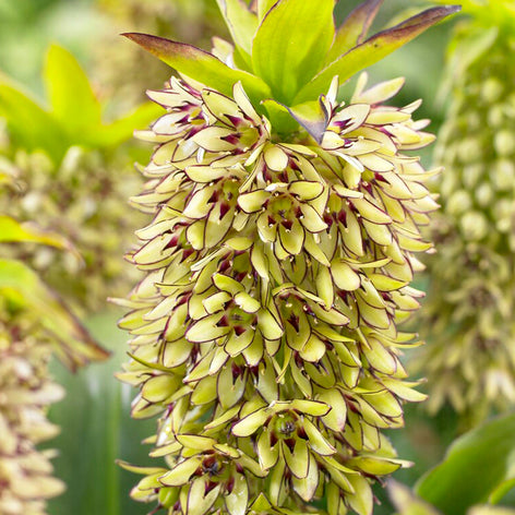 Eucomis (Ananasplant) Eucomis (Ananasplant) Bollen