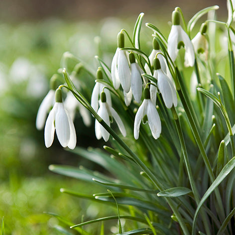 Galanthus (Sneeuwklokje) Sneeuwklokjes