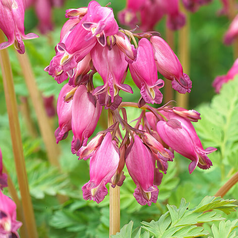 Dicentra (Gebroken Hartjes) Gebroken hartje 'Dicentra' planten kopen