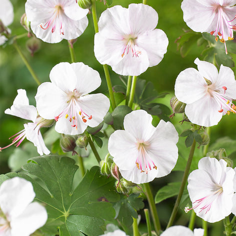 Kopen Geranium bloembollen