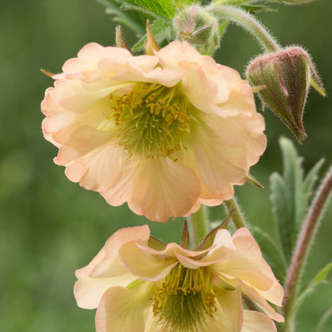 Geum (Nagelkruid) vaste planten